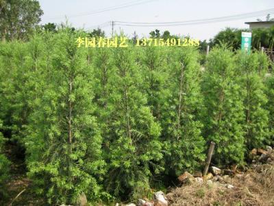 垂枝多花红千层