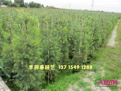 多花红千层