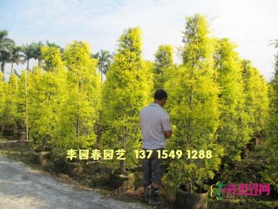 黄金香柳