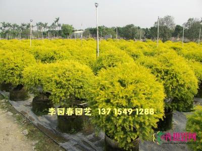黄金香柳