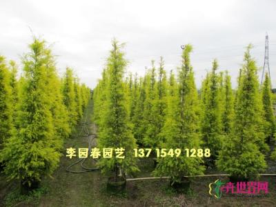 黄金香柳