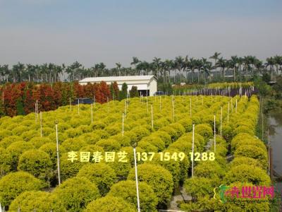黄金香柳
